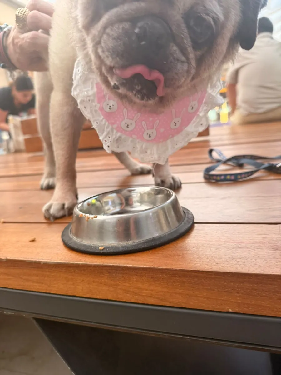 Dog enjoying Ruffus food